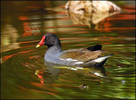 Moorhen, moorhen (Gallinula chloropus), a természet a fogadó terület biotóp moorhen szerda