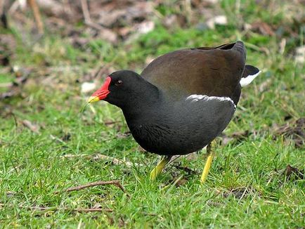 Reindeer, reni (gallinula chloropus), caracter habitat al biotopului habitatului trestie medie