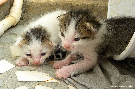 Pisici din Caraibe - Dominica - blog 