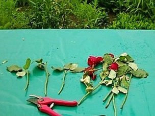 Pitici de trandafiri pitici, tuns, varietati