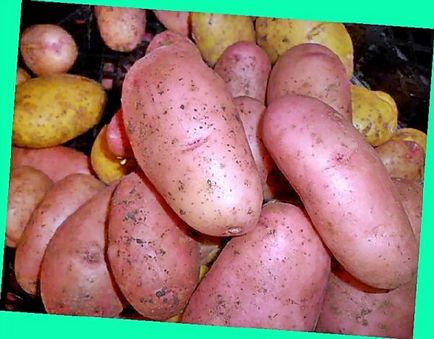 Cartoful - Rowanberry Descrierea soiului, fotografiilor, caracteristicilor și demnității