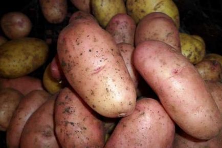 Potato Rowanberry Descrierea soiului, caracteristici, demnități, date de plantare, recenzii, fotografii, video