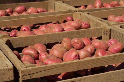 Картопля рябинушка опис, характеристика сорту, відгуки