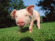 До чого сниться свиня - значення сну свиня
