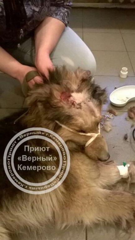 Kemerovojanin a bătut câinele cu un ciocan și a aruncat-o în gunoi