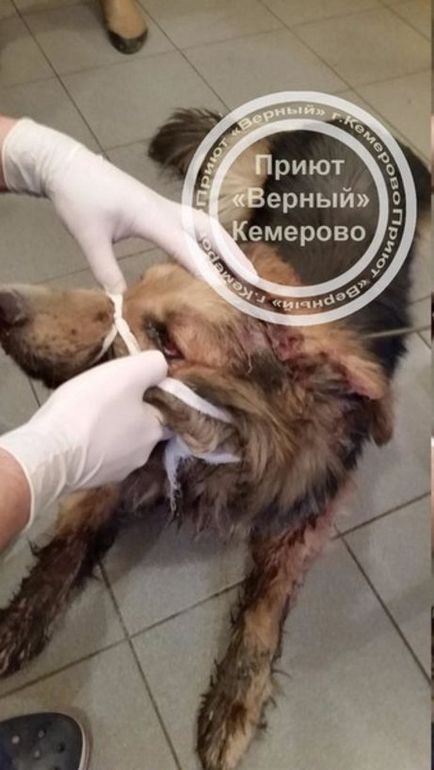 Kemerovchanin verte a kutyát egy kalapáccsal, és dobta a szemétbe
