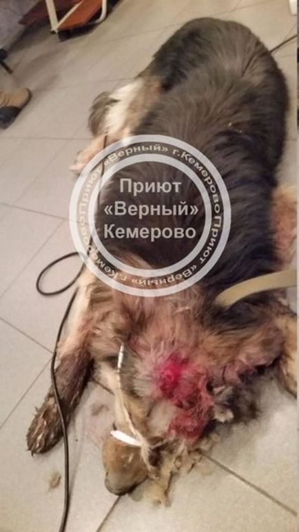 Kemerovchanin verte a kutyát egy kalapáccsal, és dobta a szemétbe