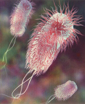 Bacilul intestinului - cauze și simptome de Escherichia coli, articole despre
