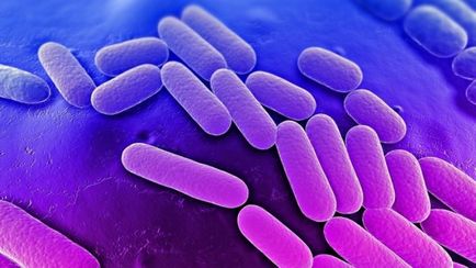 Klebsiella pneumonia tünetei a Klebsiella pneumoniae, Klebsiella oxytoca