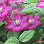 Clematis ültetés és gondozás, szaporítás és a termelés az Urál (egész nyáron) Clematis ültetés és gondozás, szaporítás és a termelés az Urál