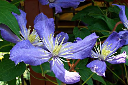 Clematis tippeket ellátás és tenyésztés