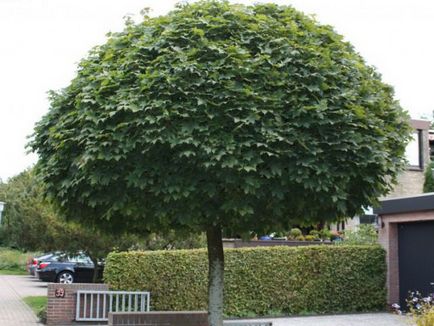 Maple frunze de plantare germene și fotografie de îngrijire