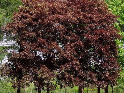 Maple frunze de plantare germene și fotografie de îngrijire
