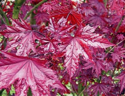 Maple frunze de plantare germene și fotografie de îngrijire