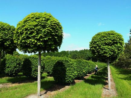 Maple frunze de plantare germene și fotografie de îngrijire