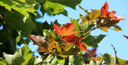 Maple-frunze artar ne-am familiarizat cu cele mai bune note