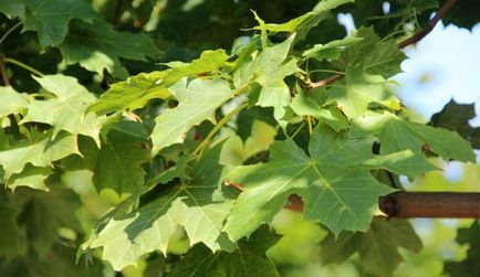 Maple-frunze artar ne-am familiarizat cu cele mai bune note