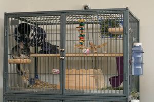 Cage pentru chinchilla