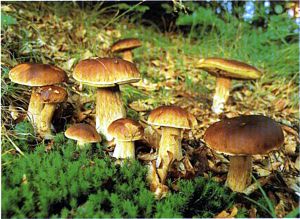 Коли ростуть гриби