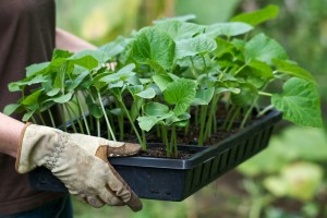 Când să planteze castraveți pe răsaduri în 2017 în suburbiile