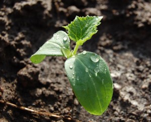 Când să planteze castraveți pe răsaduri în 2017 în suburbiile