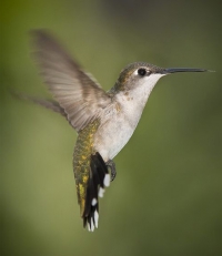 Hummingbird este cea mai mică pasăre din lume