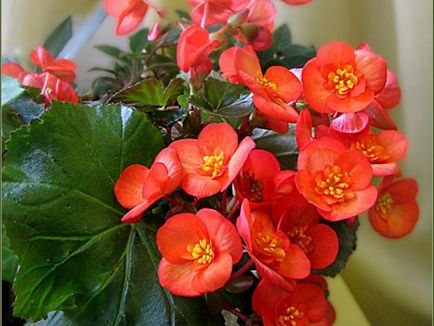Begonia de flori de interior, reproducere la domiciliu