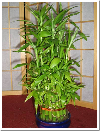 Cserepes bambusz - ellátás és termesztése az otthoni