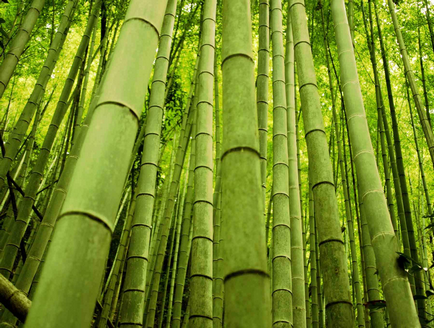 Cserepes bambusz - ellátás és termesztése az otthoni