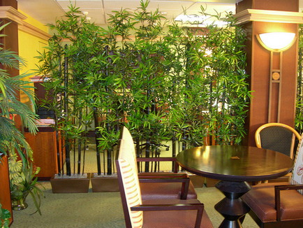 Кімнатна рослина бамбук - догляд та вирощування в домашніх умовах