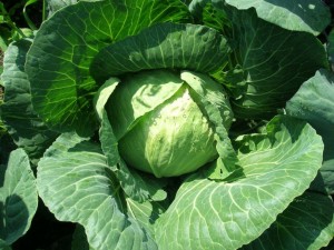 Protecția complexă a legumelor împotriva bolilor și dăunătorilor