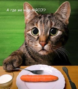 Alimente pentru pisici