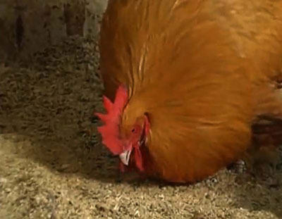 Hrănirea raselor de carne de găină - găini ouătoare - furaje agricole