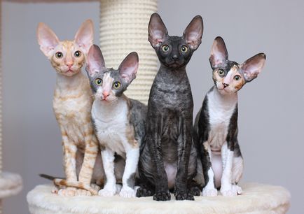 Descrierea și caracterul rasei Cornish Rex, caracteristici de îngrijire