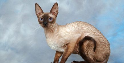 Descrierea și caracterul rasei Cornish Rex, caracteristici de îngrijire