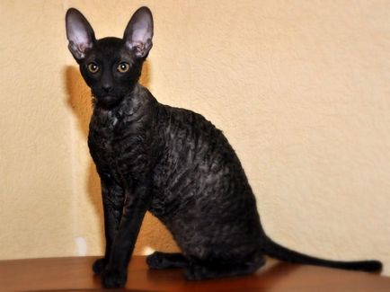 Descrierea și caracterul rasei Cornish Rex, caracteristici de îngrijire