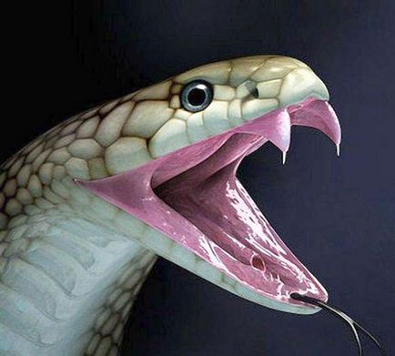 Royal Cobra, fotografie