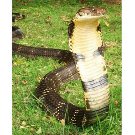 King Cobra, fotók