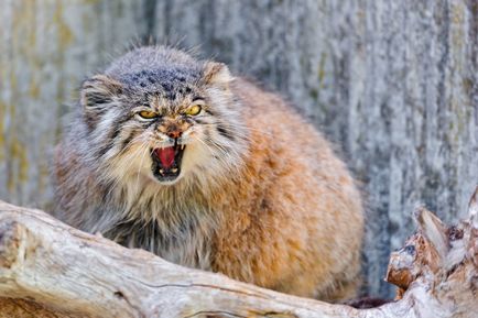 Pisica Baskervilles, geo - lumea necunoscută a pământului