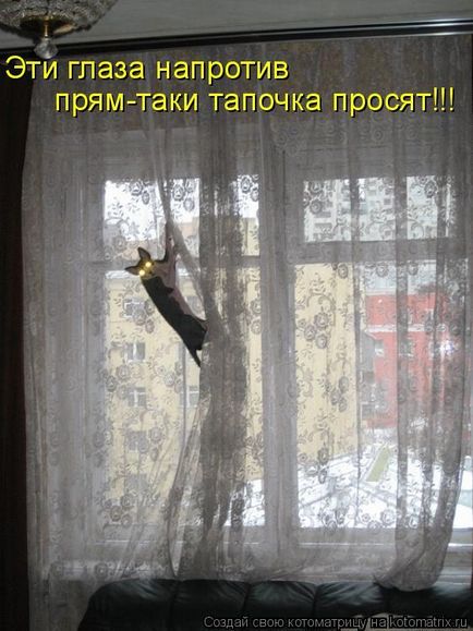 Кішка стрибає на штори як відучити