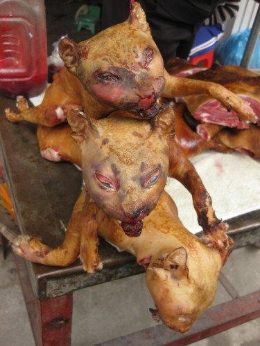 Кішки і собаки як національна їжа на півночі В'єтнаму, два автостопщика! Two hitchhikers!