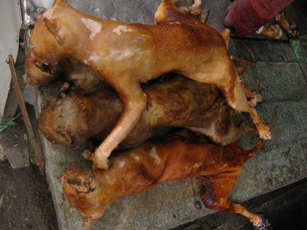 Pisici și câini ca hrană națională în nordul Vietnamului, doi autostopi! Doi autostopi!