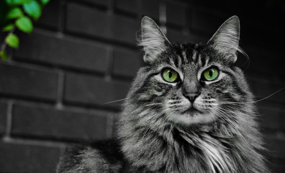 Кот із зеленими очима фото