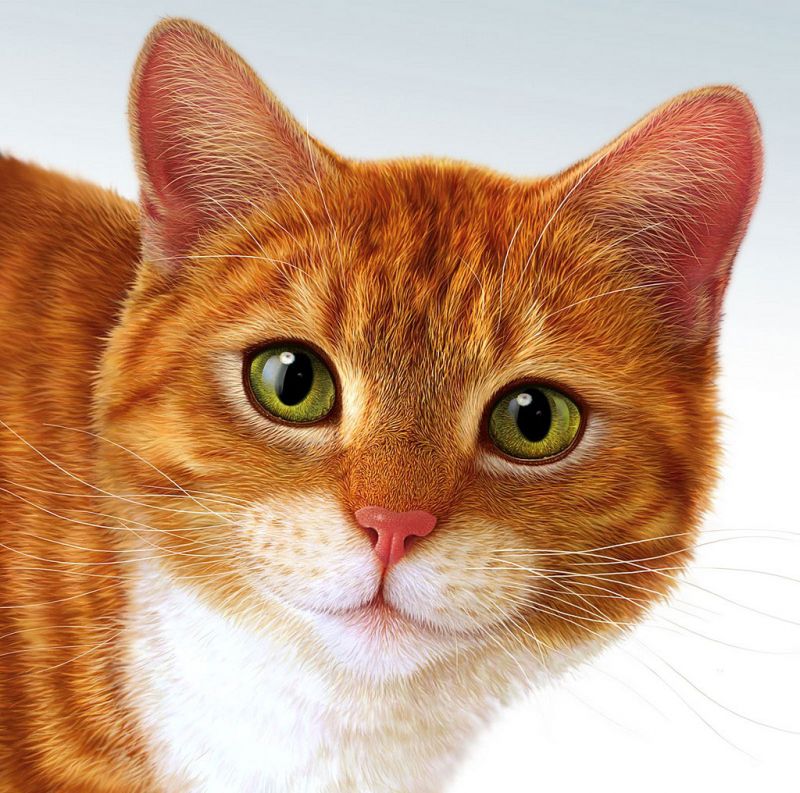 Кот із зеленими очима фото