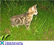 Krascats - Téma megtekintése - arany, borostyán Bobtail (krascats) Krascats - Téma megtekintése - arany, borostyán Bobtail