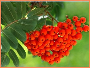 Red ashberry decât fructe de pădure utile, rețete de perfuzii, decoctări, tinctură