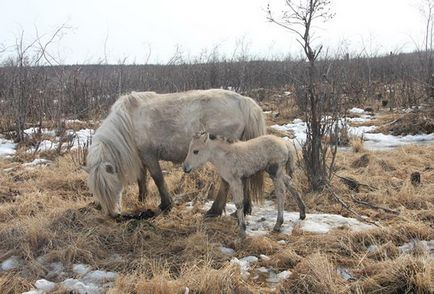 Experții climatologi din Krasnoyarsk au prezis viitorul înfloritor al ecologiei Siberiei, al 69-lea paralel
