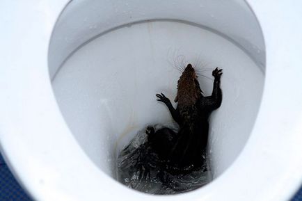 Șobolanii din canalizare - ca un șobolan, intră într-un apartament dintr-un bol de toaletă cum să împiedice pătrunderea