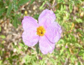 Creta - floră - vegetație pe Creta - insula Creta - floră a lanțurilor montane