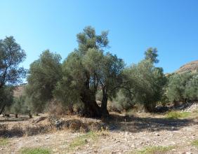 Крит - флора - рослинність на крите - острів Крит - флора гірських масивів